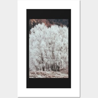 'Heavy Winter Frost on Silver Birch Trees', at Strathtummel, near Pitlochry. Posters and Art